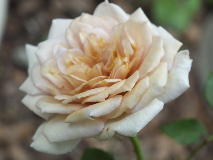  photo cafeole_zps0a41fdeb.jpg